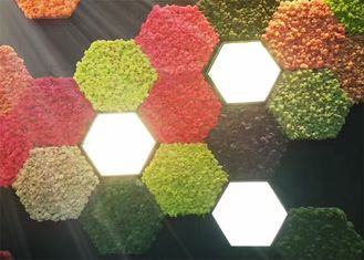 Los paneles de pared acústicos del musgo 3d de la naturaleza para la prueba del moho de la decoración de la planta verde de las paredes