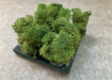 Los paneles de pared acústicos del musgo 3d de la naturaleza para la prueba del moho de la decoración de la planta verde de las paredes